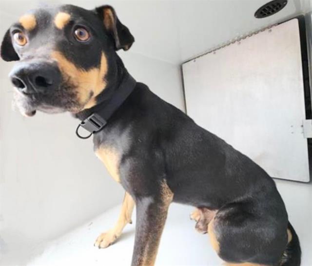 Adoptable Dog