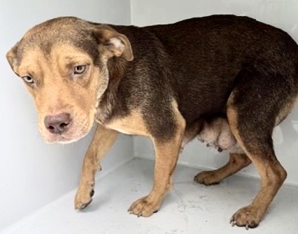 Adoptable Dog