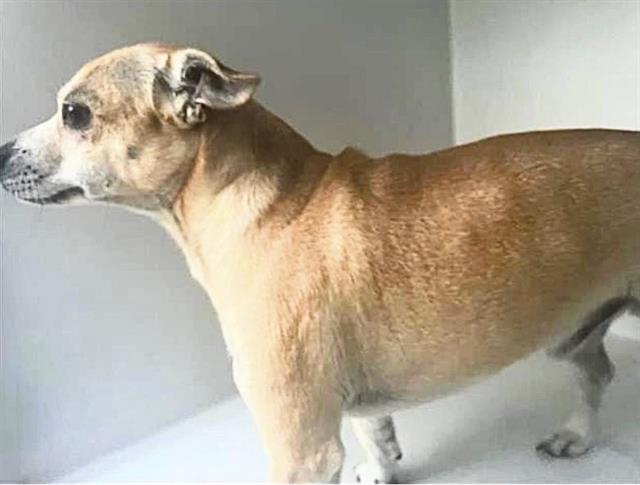 Adoptable Dog