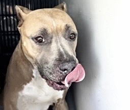 Adoptable Dog