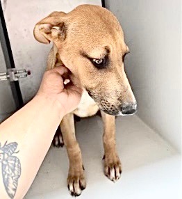 Adoptable Dog