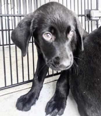 Adoptable Dog