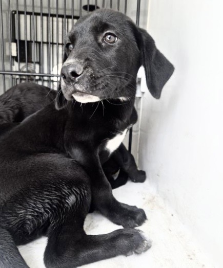 Adoptable Dog