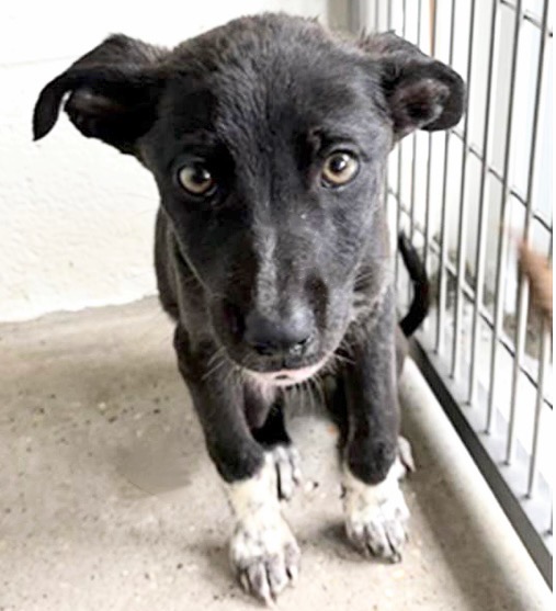 Adoptable Dog
