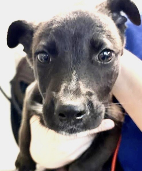 Adoptable Dog
