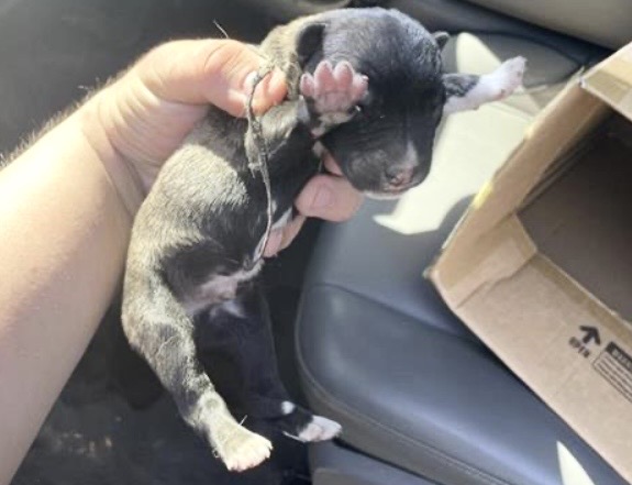 Adoptable Dog