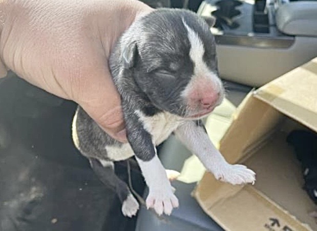 Adoptable Dog