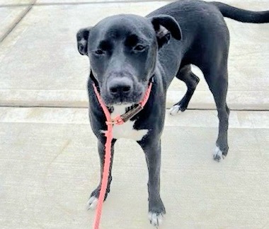Adoptable Dog