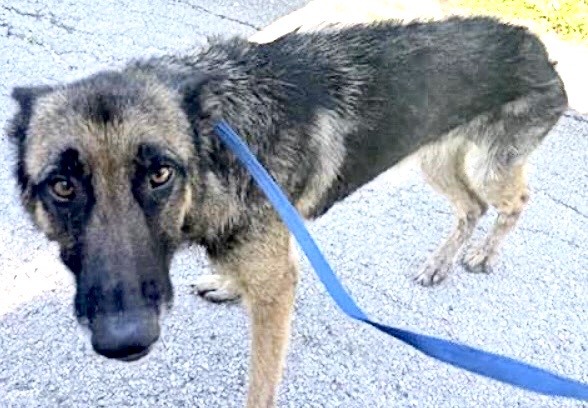 Adoptable Dog