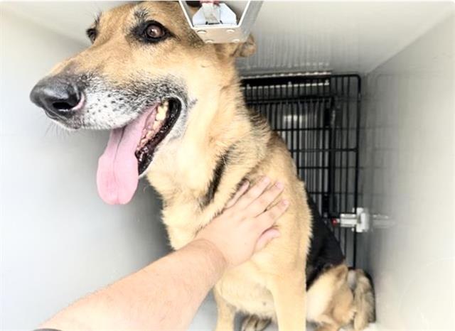 Adoptable Dog