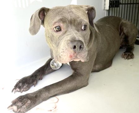 Adoptable Dog
