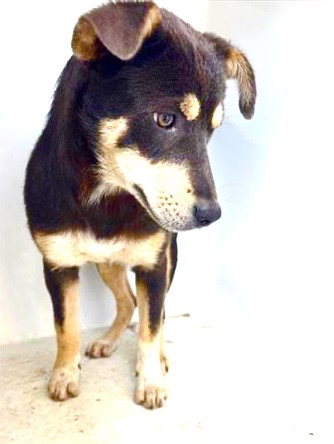 Adoptable Dog
