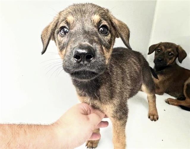 Adoptable Dog