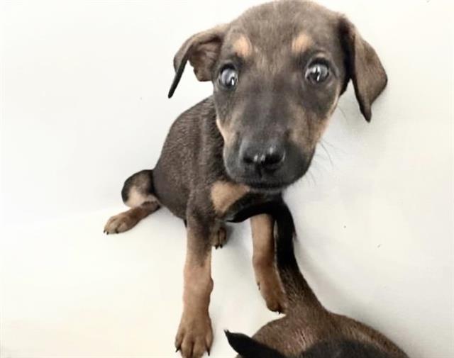 Adoptable Dog