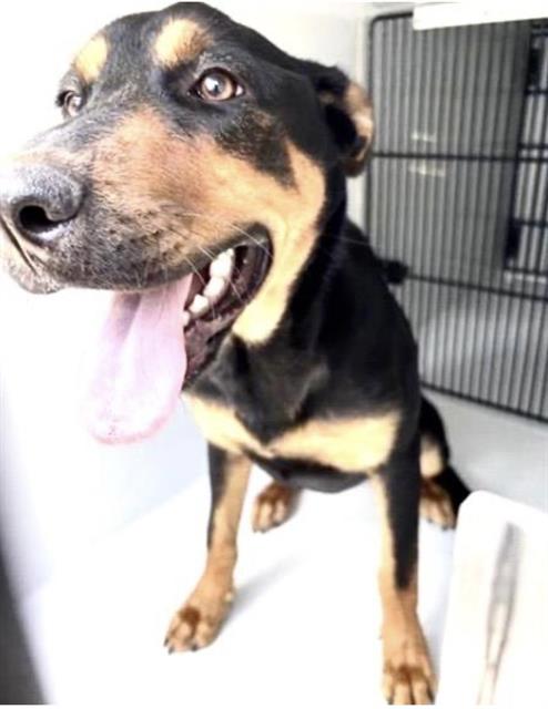 Adoptable Dog
