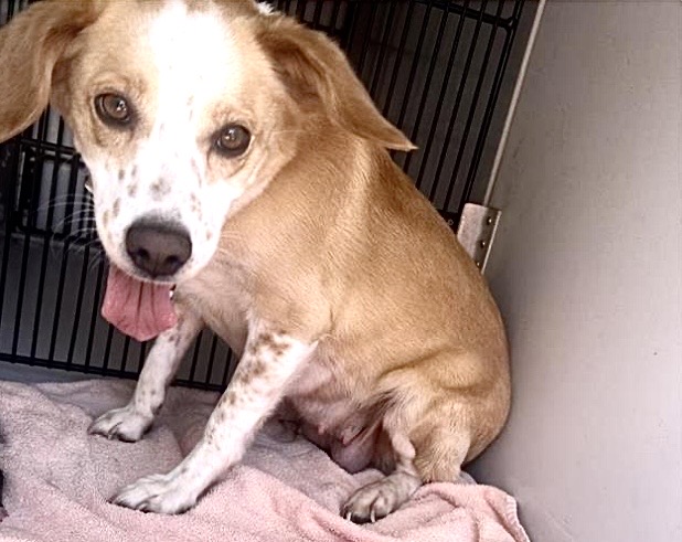 Adoptable Dog