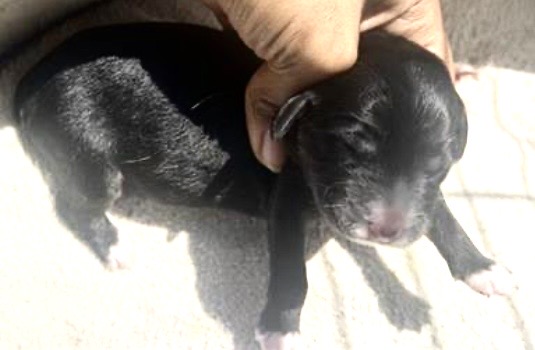 Adoptable Dog