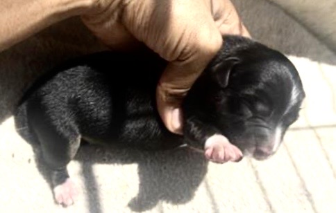 Adoptable Dog
