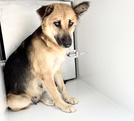 Adoptable Dog