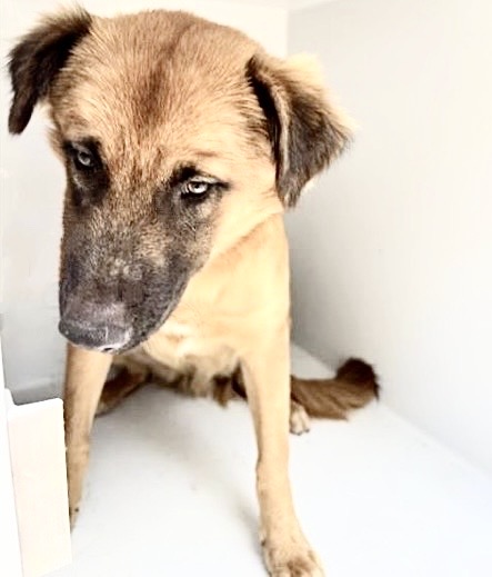 Adoptable Dog