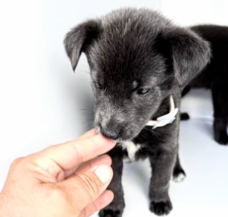 Adoptable Dog