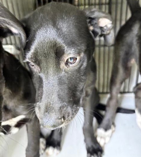 Adoptable Dog