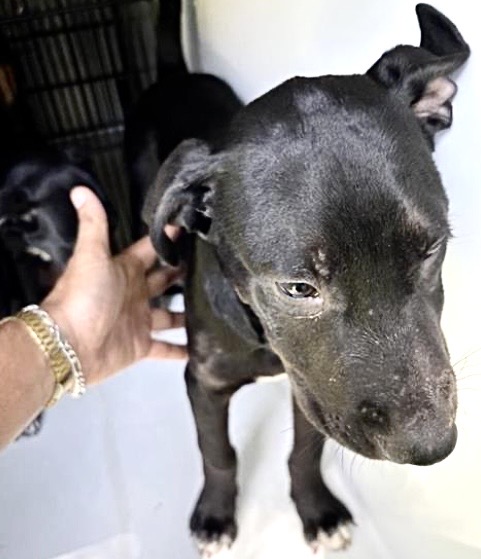 Adoptable Dog