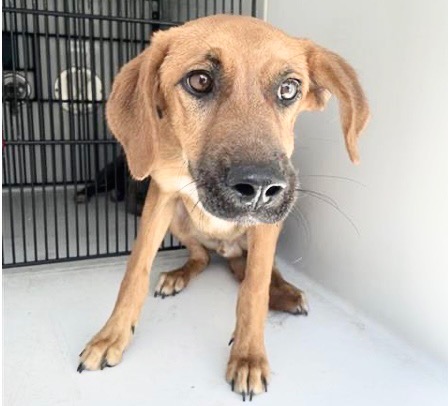 Adoptable Dog