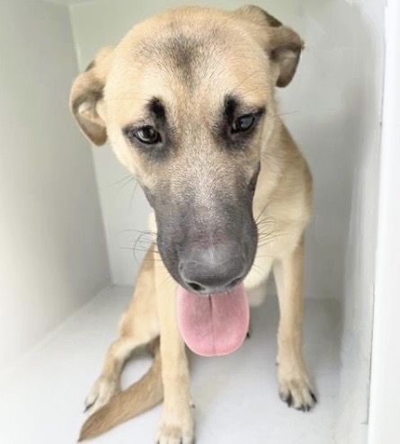 Adoptable Dog