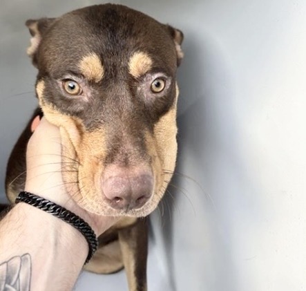 Adoptable Dog