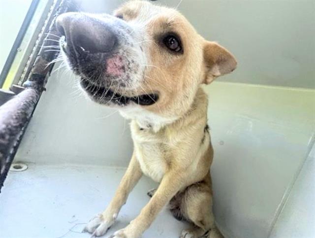 Adoptable Dog