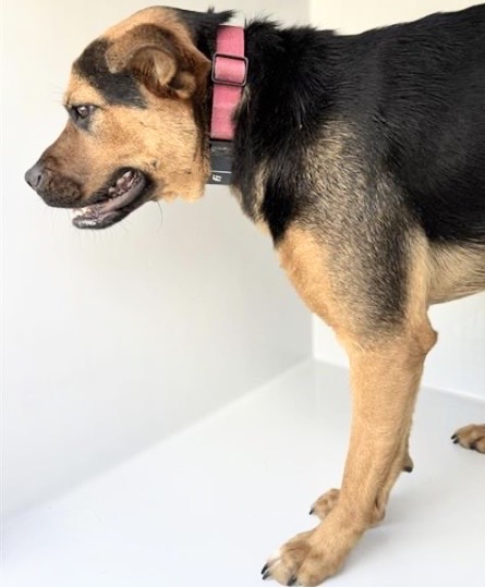 Koda