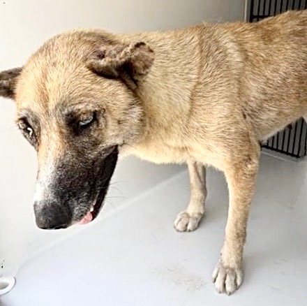 Adoptable Dog
