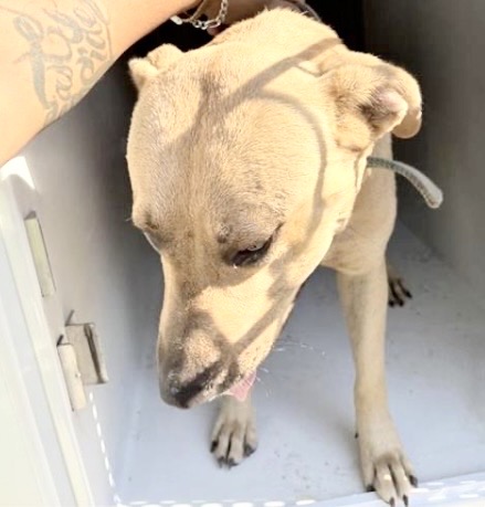 Adoptable Dog