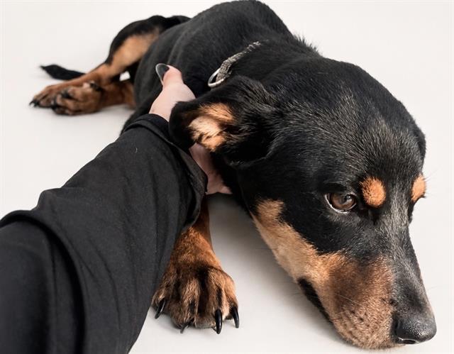 Adoptable Dog
