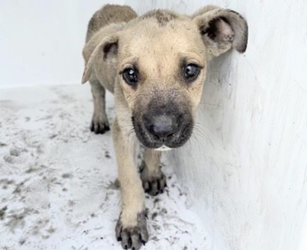 Adoptable Dog