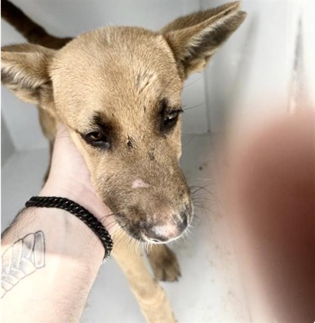 Adoptable Dog