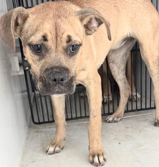 Adoptable Dog