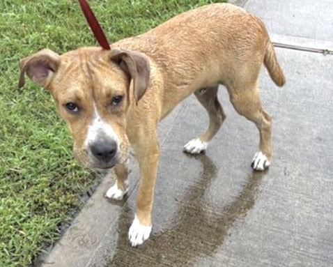 Adoptable Dog