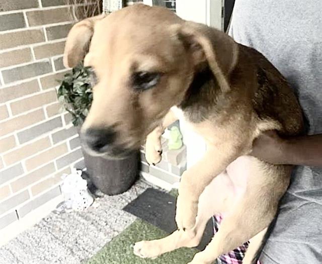 Adoptable Dog