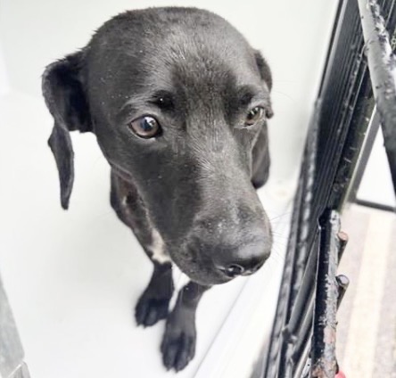 Adoptable Dog