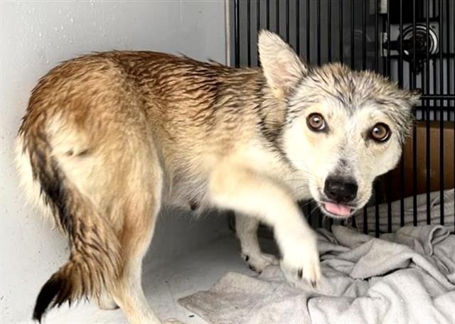 Adoptable Dog