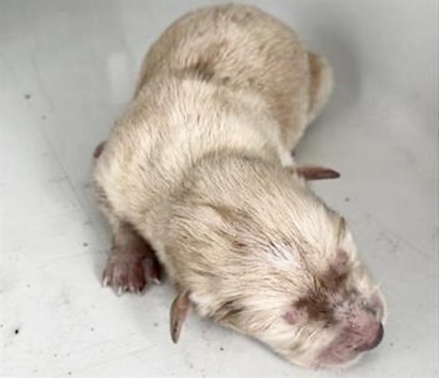 Adoptable Dog