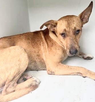 Adoptable Dog