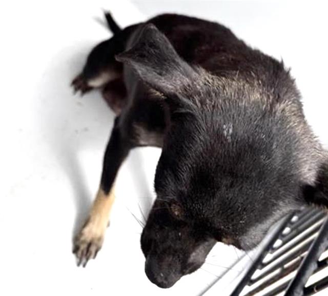 Adoptable Dog