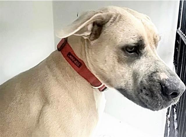 Adoptable Dog