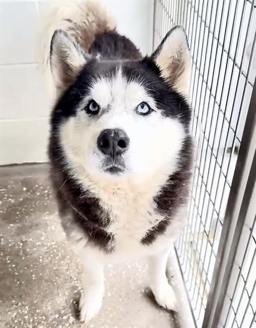 Kodiak