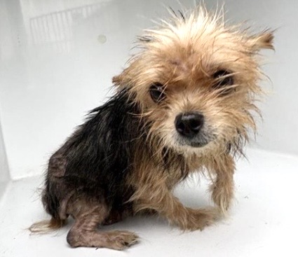 Adoptable Dog