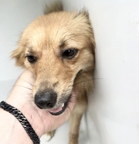 Adoptable Dog