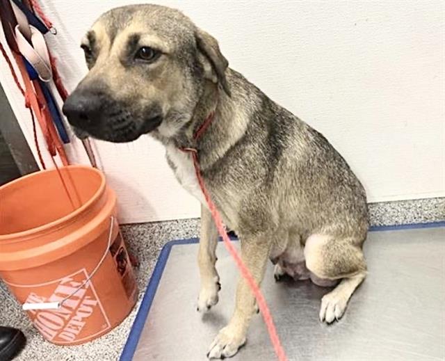 Adoptable Dog